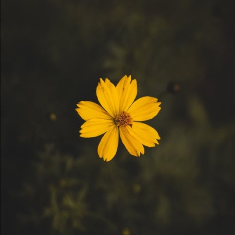 Meet your Posher, Alicia